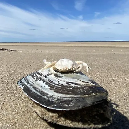 Short At 68a Apartment *